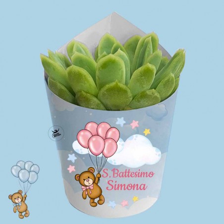 Piantina grassa "Teddy collection"