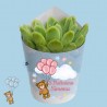 Piantina grassa "Teddy collection"