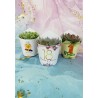 Kit 8/10 pz Piantina grassa "Linea Barcellona" da personalizzare