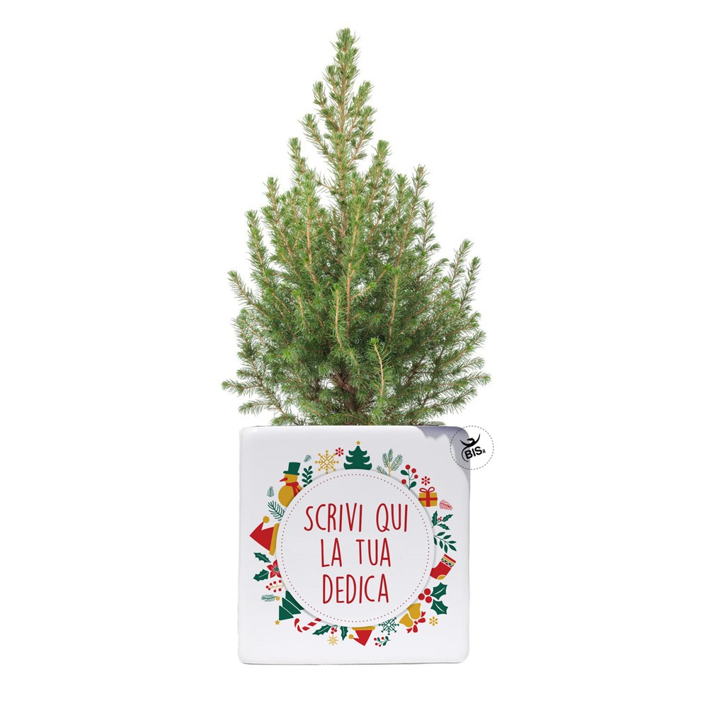 Vaso natalizio con mini pianta di pino da personalizzare