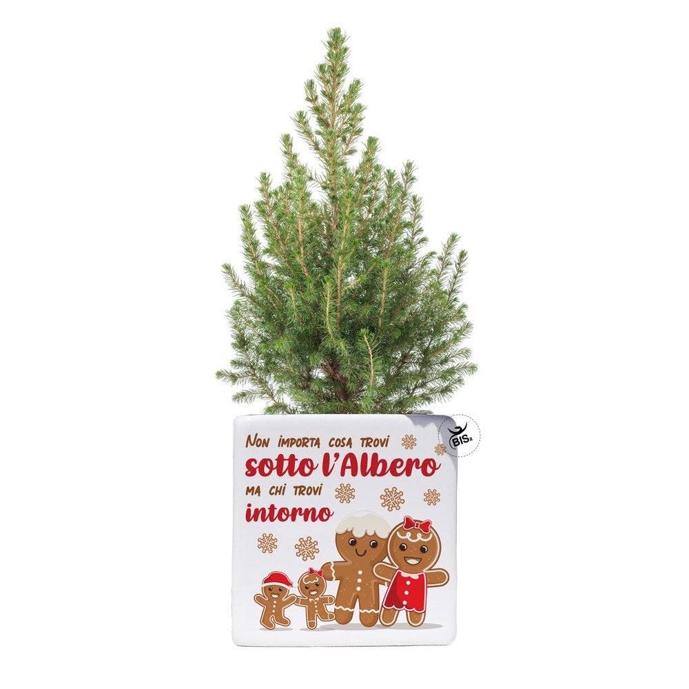 Vaso natalizio con mini pianta di pino "Omini di marzapane"