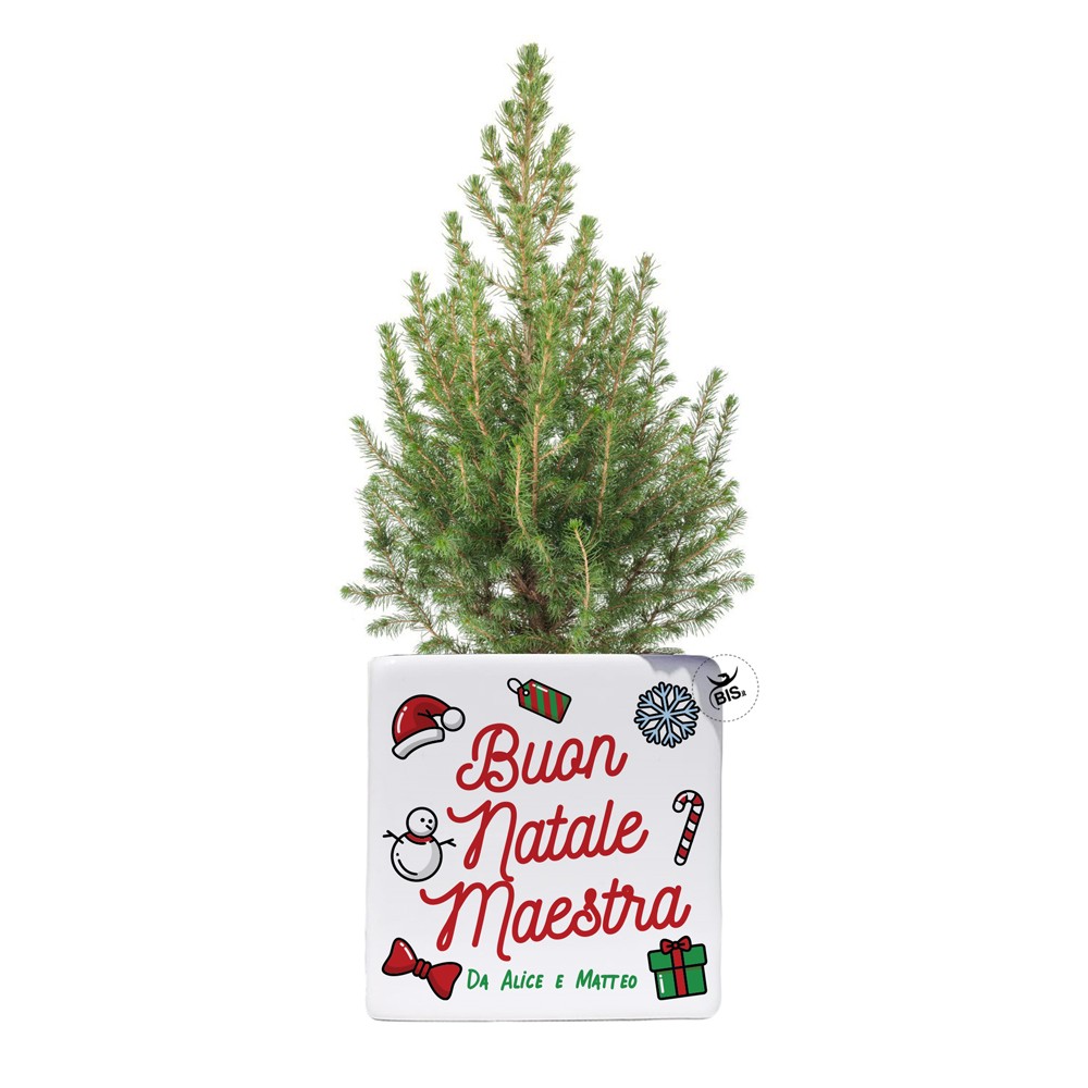 Vaso natalizio con mini pianta di pino "Maestra"