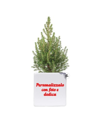 Vaso natalizio con mini pianta di pino da personalizzare con configuratore