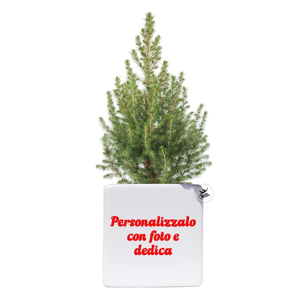 Vaso natalizio con mini pianta di pino da personalizzare con configuratore