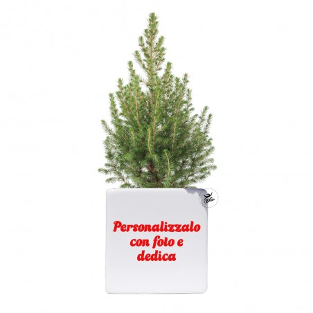 Vaso natalizio con mini pianta di pino da personalizzare con configuratore