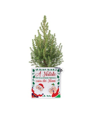 Vaso natalizio con mini pianta di pino "Casa dei nonni"