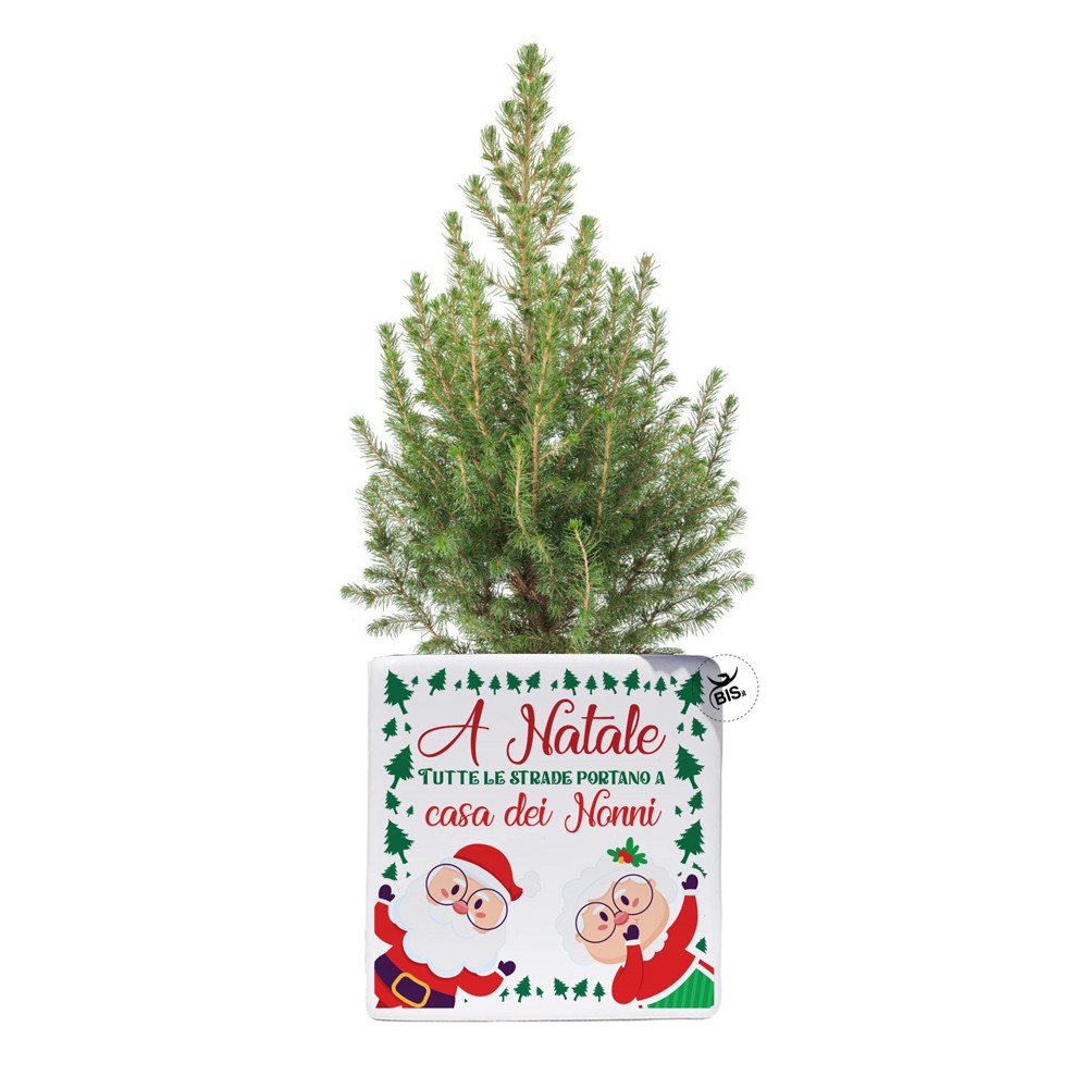 Vaso natalizio con mini pianta di pino "Casa dei nonni"
