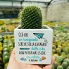 Vaso in Ceramica con Pianta Grassa personalizzato per Maestre e Professoresse